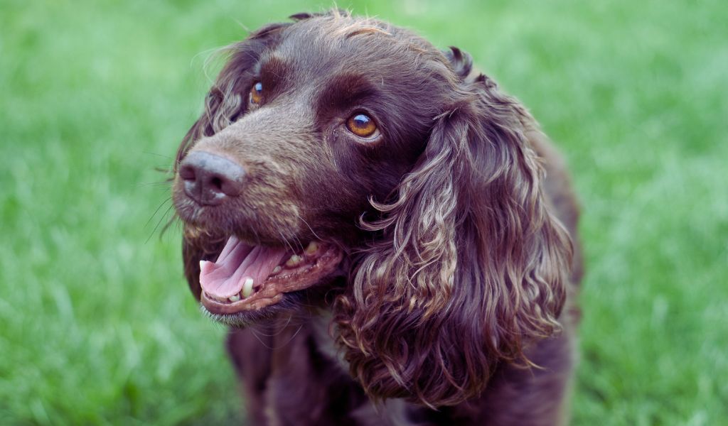 cocker spaniel breed