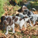 The Fascinating Journey of Cocker Spaniel History