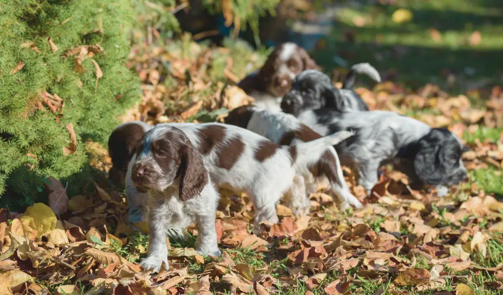The Fascinating Journey of Cocker Spaniel History