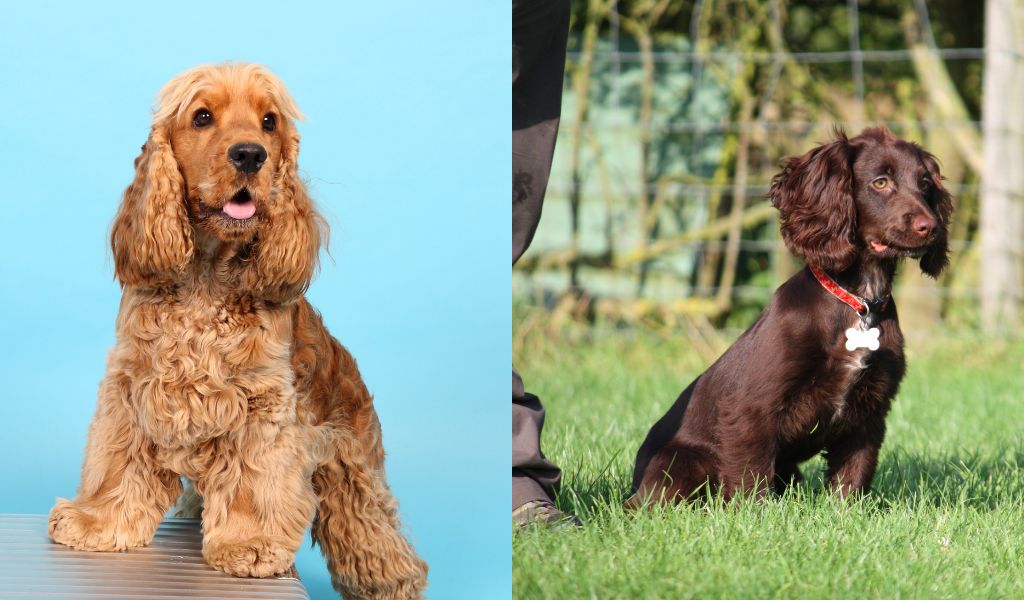 History of Cocker spaniels in England