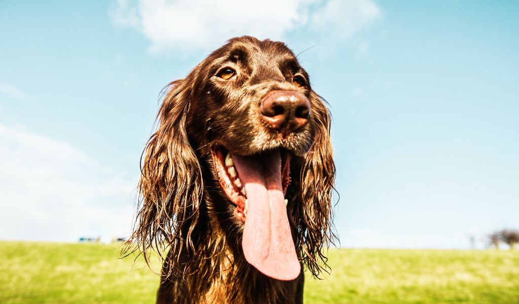 cocker spaniels history in england