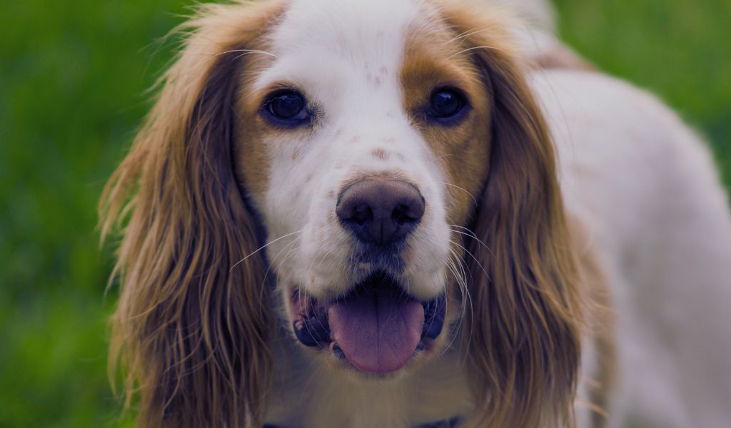 do Cocker spaniels become mean