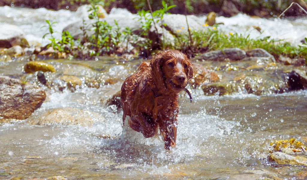 docking cocker spaniel tails