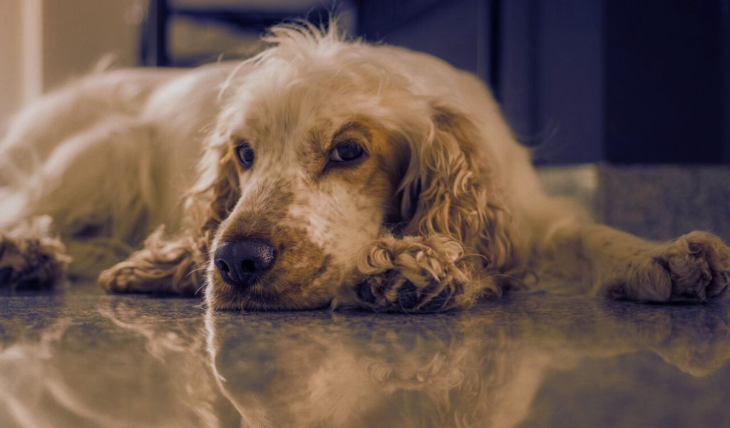 more famous historical cocker spaniels