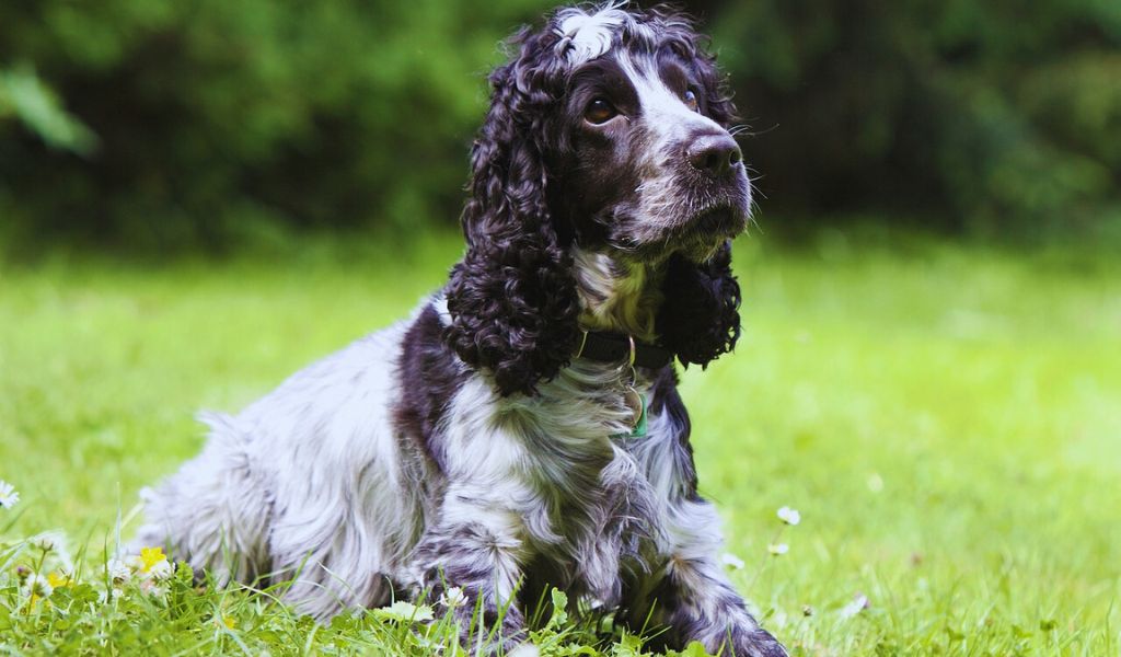 some famous historical cocker spaniels