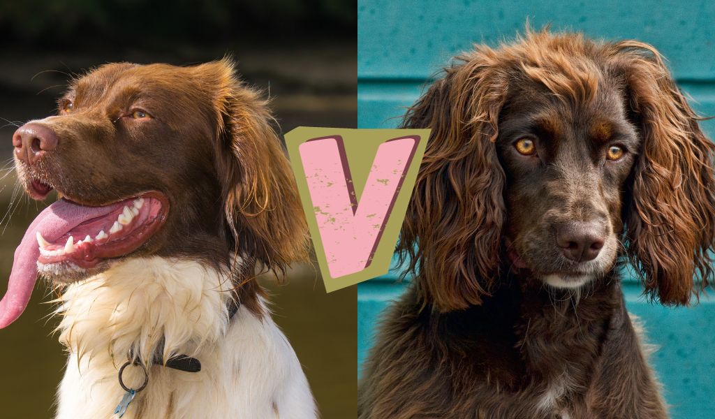 Springer Spaniel v Cocker Spaniel: Understanding Their Temperament