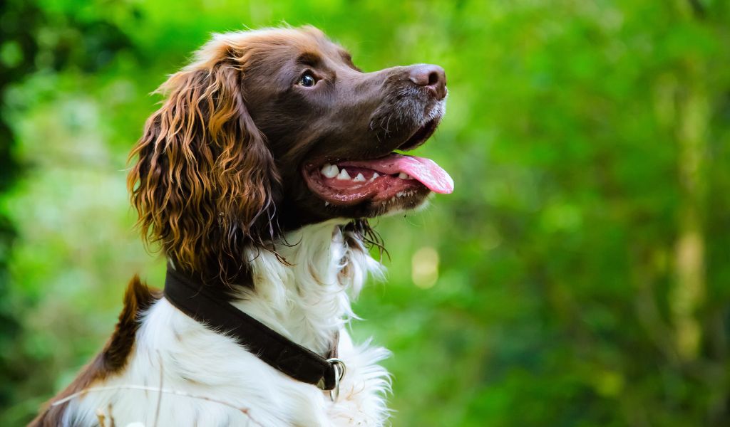 springer spaniels are bred for