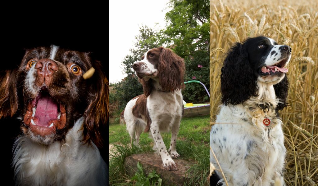 springer spaniels make great pets