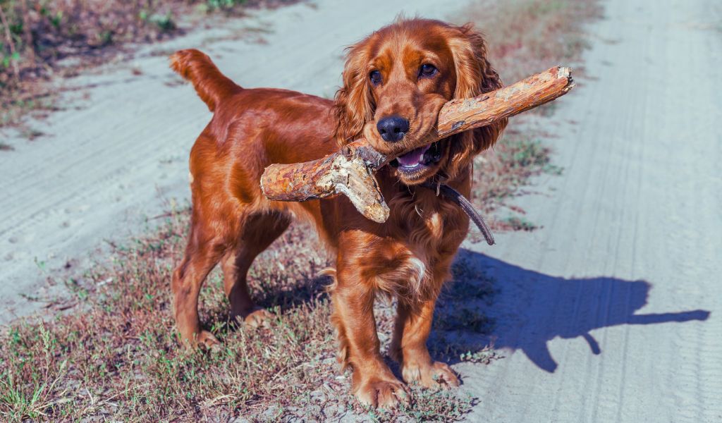 tail docking in cocker spaniels