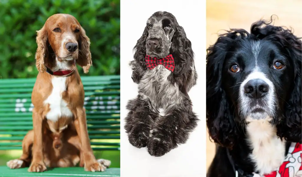 the breed standards of cocker spaniels