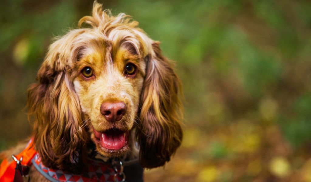 the cocker spaniel intelligence