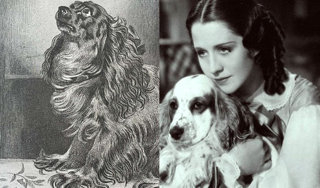 the history of cocker spaniels in england
