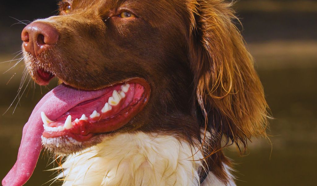 springer spaniel