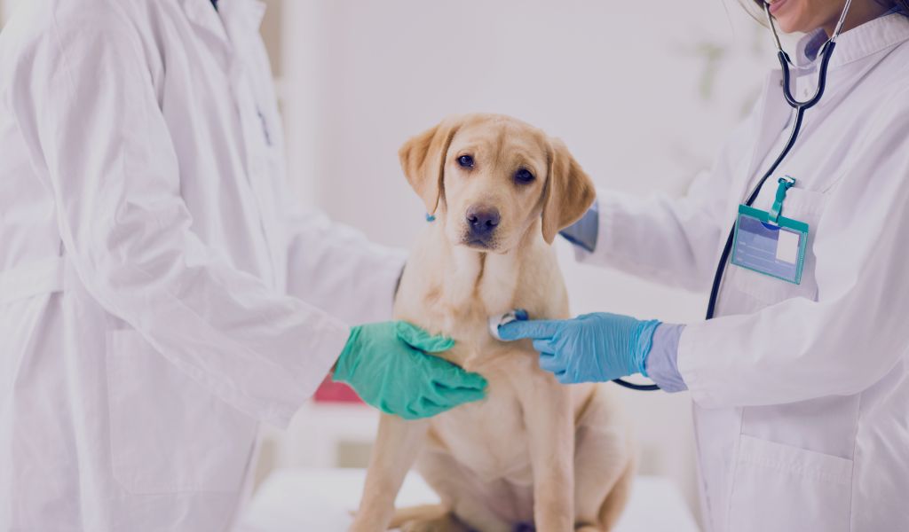 treating Giardia in dogs