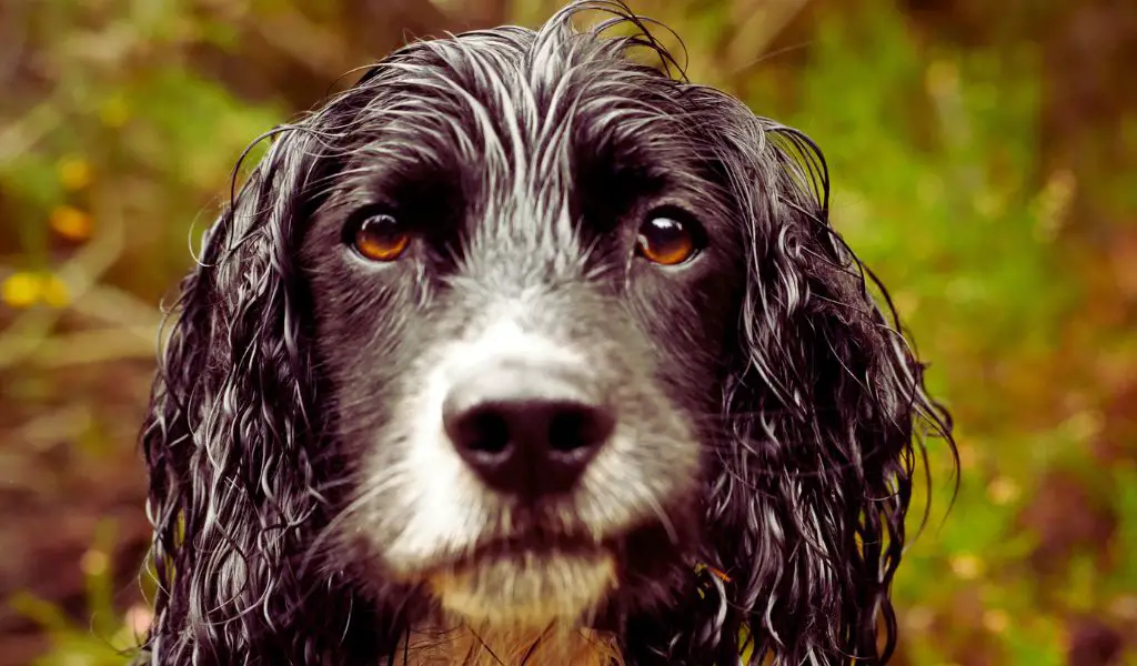 What are Springer spaniels bred for?