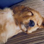 Best diet for Cocker spaniel puppies