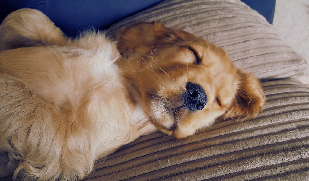 cocker spaniel puppy asleep