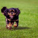 What is the rarest colour Cavalier King Charles spaniel?