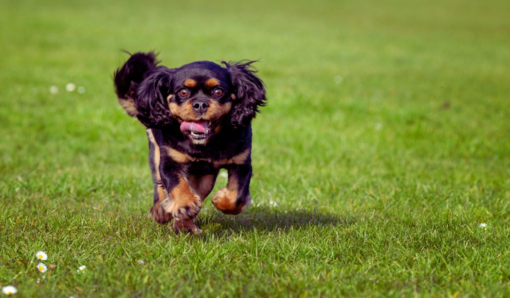 black and tan cavalier