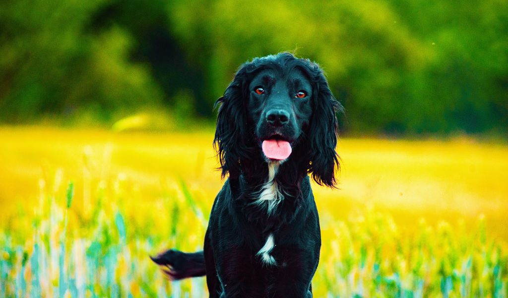 working cocker spaniel tail docking