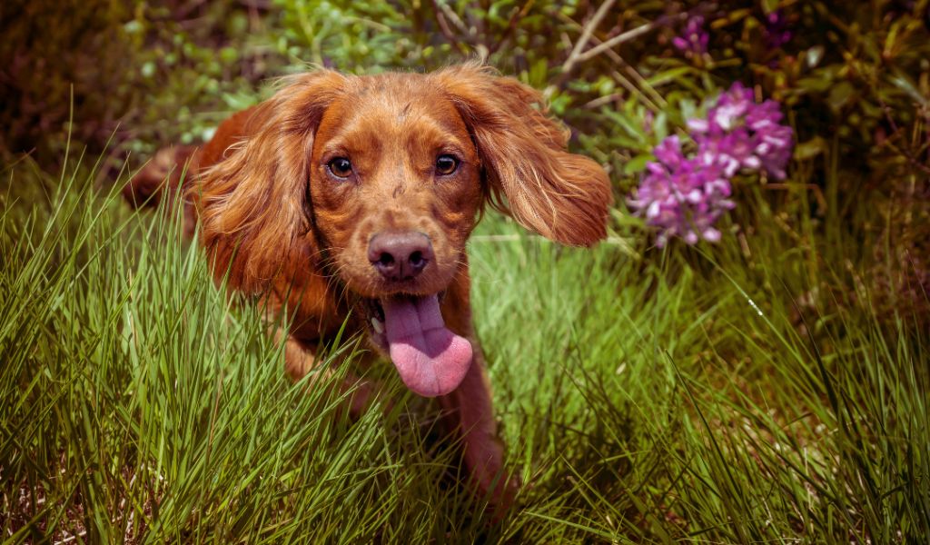 working cocker spaniel tail