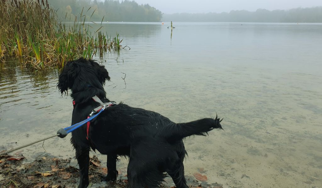 working cocker spaniel tails