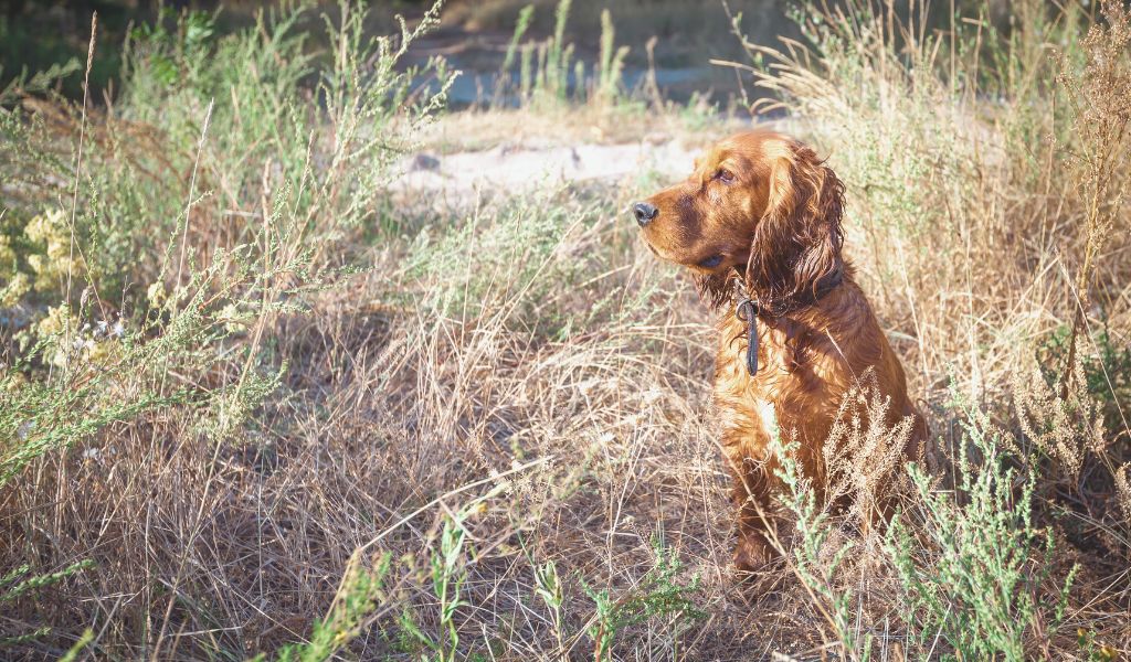 1 Year Old Cocker Spaniel