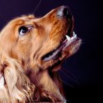 Basic Obedience Training for Cocker Spaniels: A Comprehensive Guide