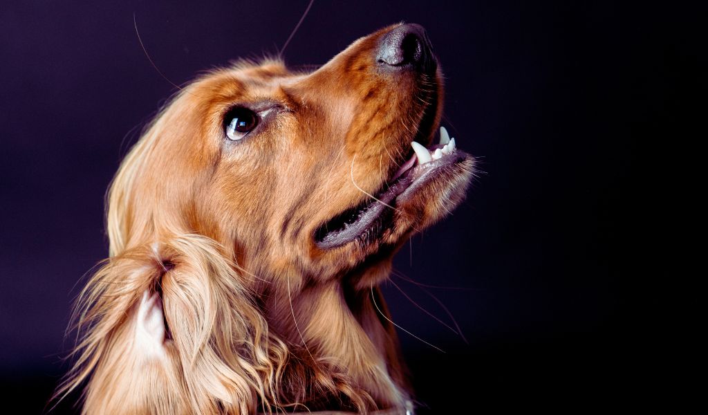 Basic Obedience Training for Cocker Spaniels: A Comprehensive Guide