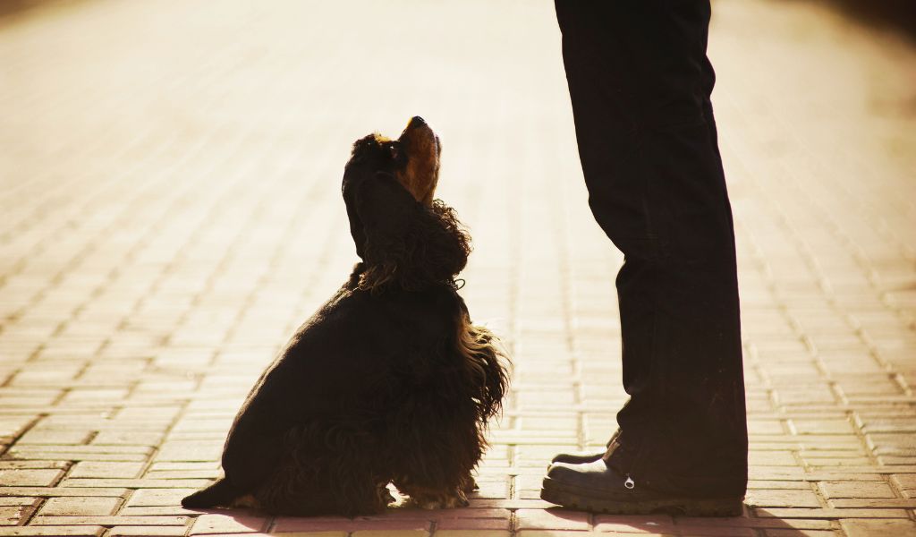 Basic Training for Cocker Spaniels