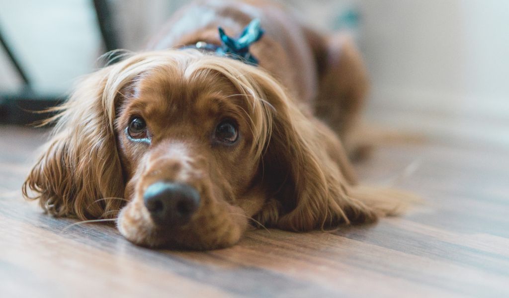 Behavioural Training for Cocker Spaniels