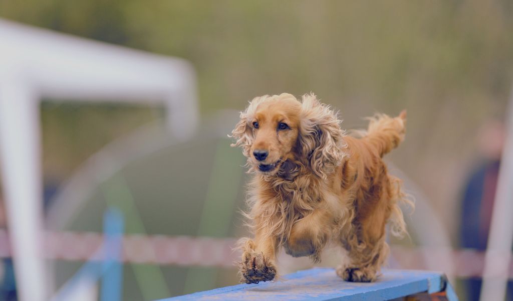 Cocker Spaniel training for a 1 year old