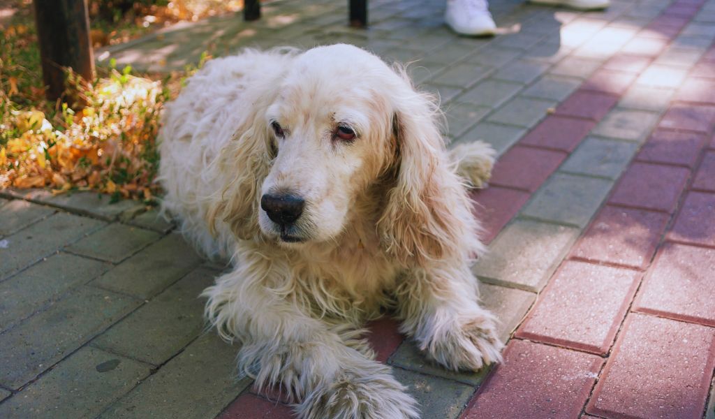 Comprehensive Guide to Training Older Cocker Spaniels