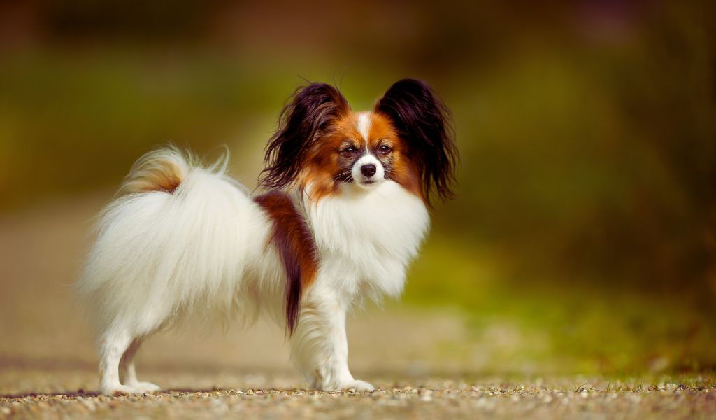 Origins of The Papillon