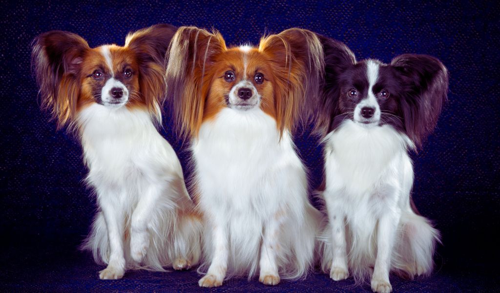 The Papillon coat and coat colours