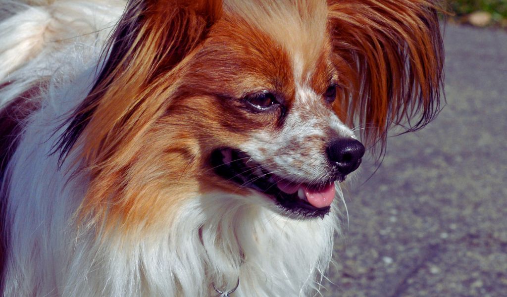 The Papillon grooming