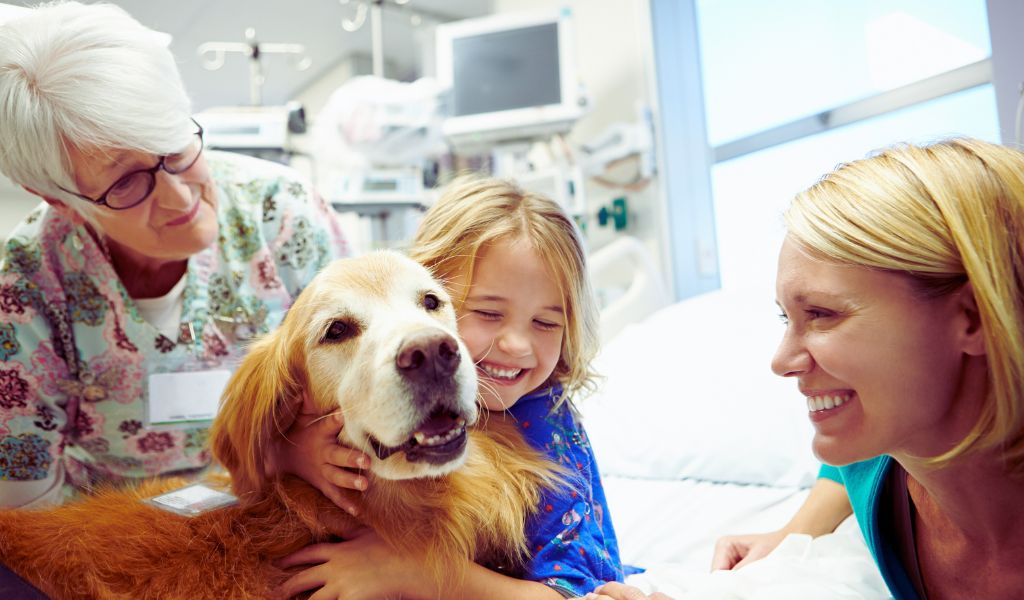 Therapy Dogs A Comprehensive Guide