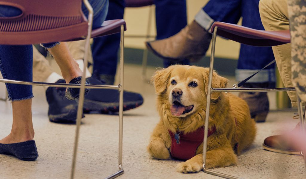 Therapy Dogs