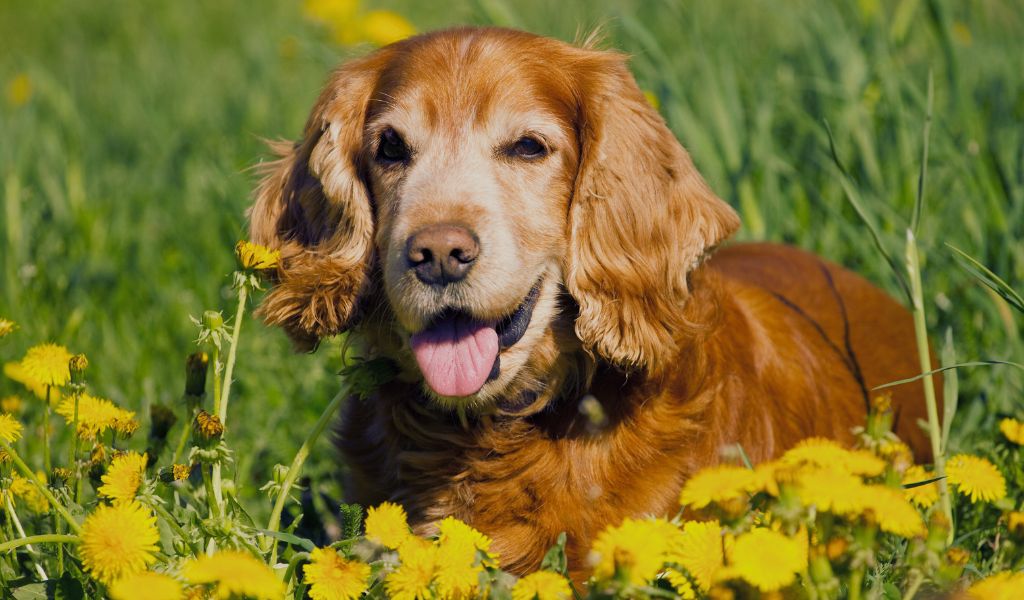 Training Older Cocker Spaniels