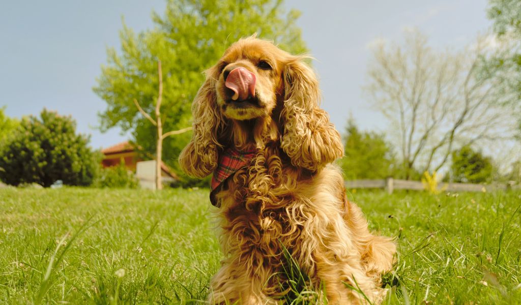 Training a 1 Year Old Cocker Spaniel