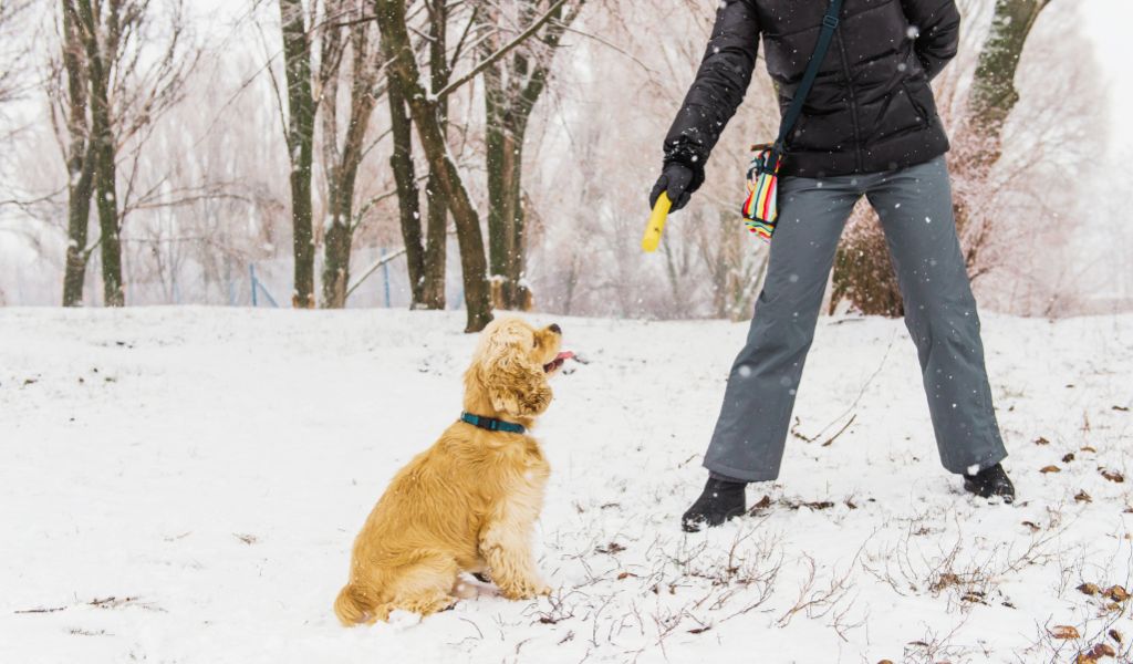 Training for Cocker Spaniels