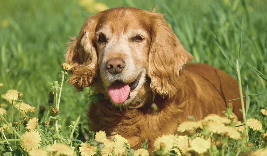 Training older Cocker Spaniels with Health Considerations