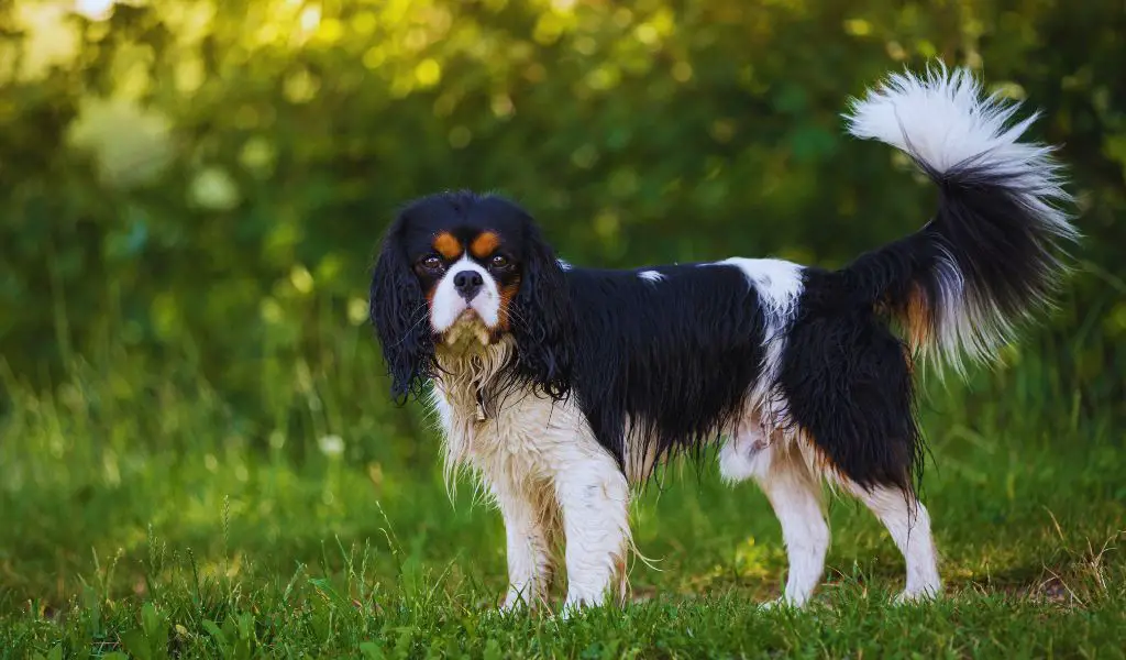 are cavalier king charles spaniels guard dogs