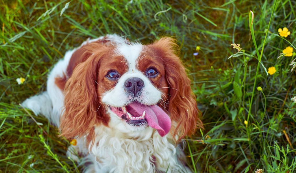 Are King Charles Cavaliers Territorial? Understanding Their Temperament