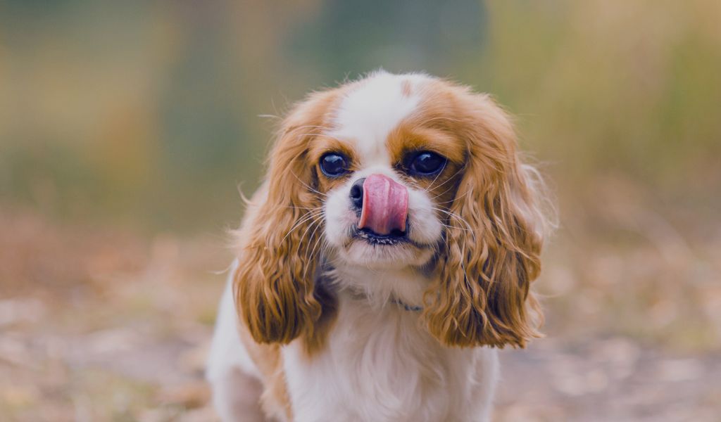 cavalier king charles spaniels guard dog