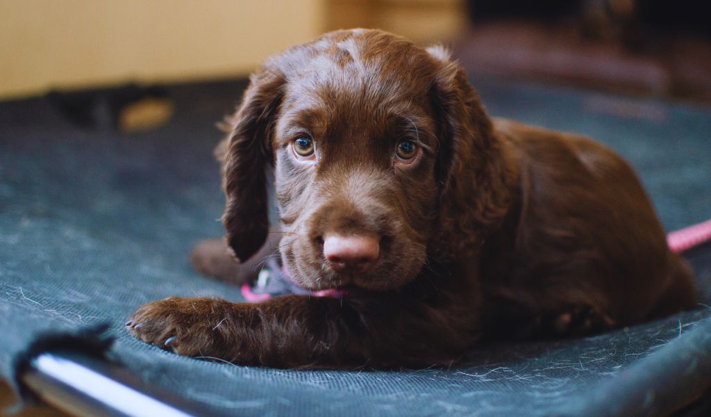 cocker spaniel crate training