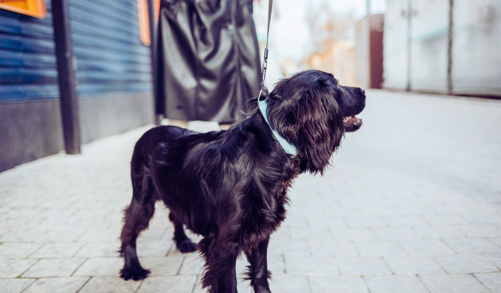 cocker spaniel lead training