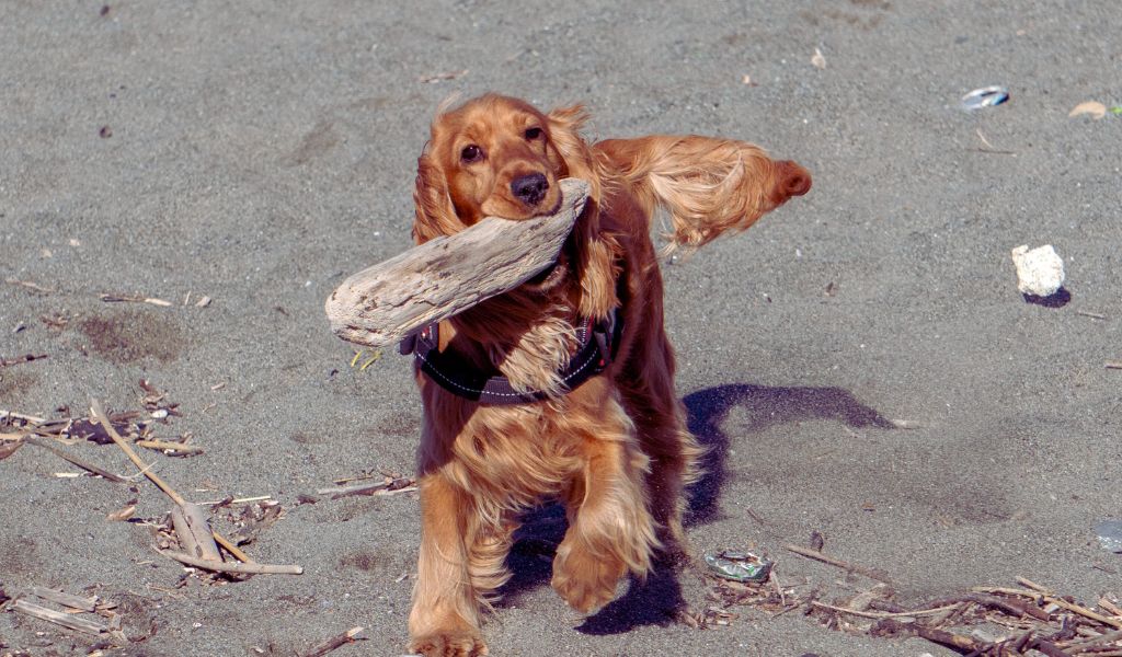 cocker spaniel play and training