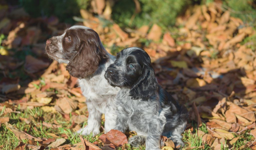 cocker spaniel puppy training