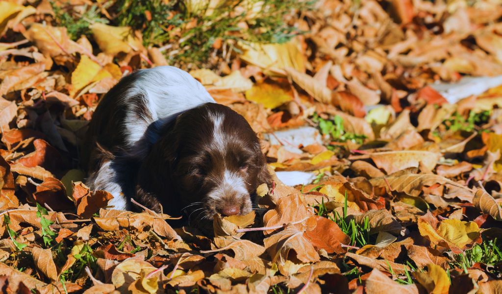 cocker spaniel puppy training guide